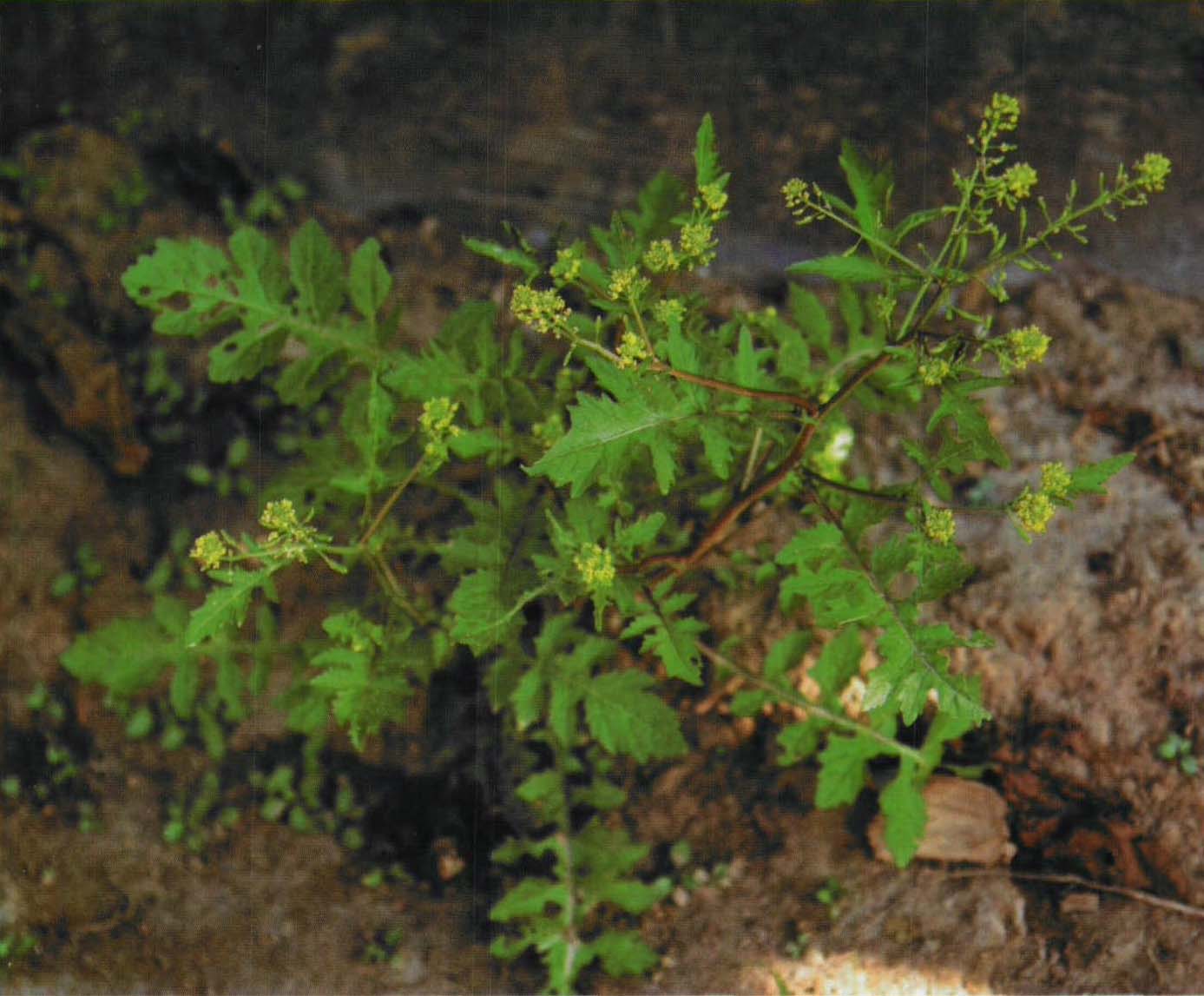 风花菜 十字花科蔊菜属